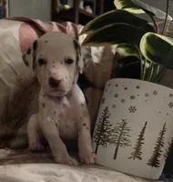 Cocoa, a female Dalmatian for sale in Chicago, IL – Photo 4 of 4