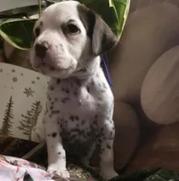 Sienna, a female Dalmatian for sale in Chicago, IL – Photo 2 of 4