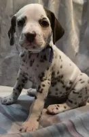 Sienna, a female Dalmatian for sale in Chicago, IL – Photo 1 of 4