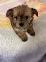 Boy Chorkie, a male Yorkshire Terrier for sale in Greensboro, NC – 4 of 5