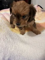 Female Chorkie, a female Yorkshire Terrier for sale in Greensboro, NC – 4 of 4