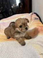 Female Chorkie, a female Yorkshire Terrier for sale in Greensboro, NC – 3 of 4