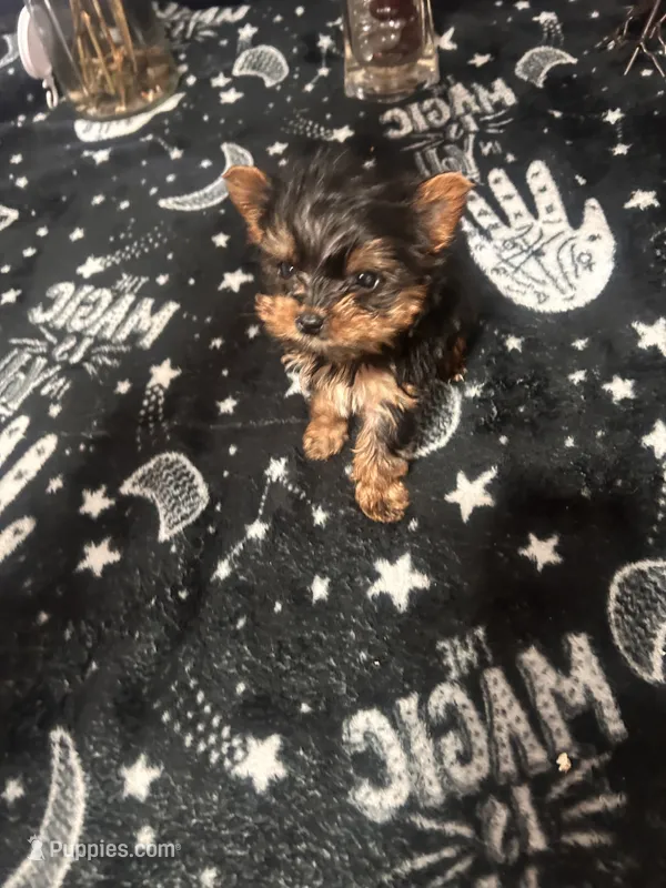 Boy Yorkie #1 – Yorkshire Terrier puppy for sale in Greensboro, NC