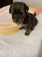 Boy Chorkie, a male Yorkshire Terrier for sale in Greensboro, NC – 2 of 5