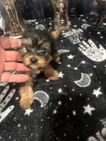 Boy Yorkie #1, a male Yorkshire Terrier for sale in Greensboro, NC – 3 of 8