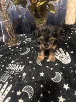 Boy Yorkie #1, a male Yorkshire Terrier for sale in Greensboro, NC – 7 of 8