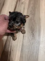 Yorkie Female #1, a female Yorkshire Terrier for sale in Greensboro, NC – 2 of 2