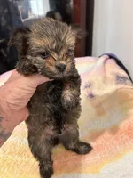 Boy Chorkie, a male Yorkshire Terrier for sale in Greensboro, NC – 3 of 5