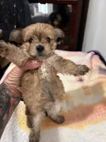 Female Chorkie, a female Yorkshire Terrier for sale in Greensboro, NC – 2 of 4