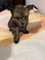 Boy Chorkie, a male Yorkshire Terrier for sale in Greensboro, NC – 5 of 5