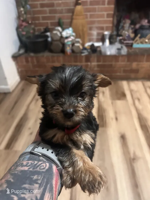 Yorkie Female #1 – Yorkshire Terrier puppy for sale in Greensboro, NC