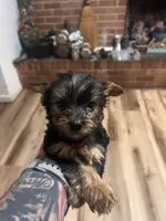 Yorkie Female #1, a female Yorkshire Terrier for sale in Greensboro, NC – 1 of 2
