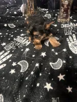 Boy Yorkie #1, a male Yorkshire Terrier for sale in Greensboro, NC – 4 of 8