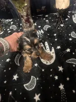 Boy Yorkie #1, a male Yorkshire Terrier for sale in Greensboro, NC – 2 of 8