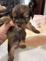 Boy Chorkie, a male Yorkshire Terrier for sale in Greensboro, NC – 1 of 5