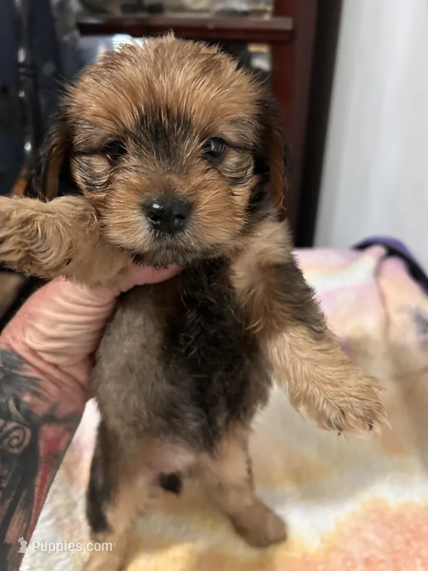 Female Chorkie – Yorkshire Terrier puppy for sale in Greensboro, NC