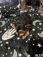 Boy Yorkie #1, a male Yorkshire Terrier for sale in Greensboro, NC – 8 of 8