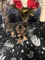 Boy Yorkie #1, a male Yorkshire Terrier for sale in Greensboro, NC – 5 of 8