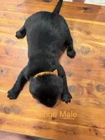 Orange Collar Male, a male Labrador Retriever for sale in Bremen, KY – 3 of 9
