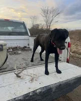 Purple Collar Male, a male Labrador Retriever for sale in Bremen, KY – 6 of 9
