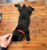 Red Collar Male, a male Labrador Retriever for sale in Bremen, KY – 2 of 9