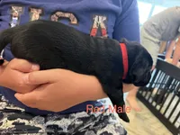 Red Collar Male, a male Labrador Retriever for sale in Bremen, KY – 3 of 9