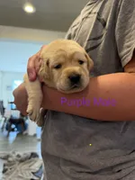 Purple Collar Male, a male Labrador Retriever for sale in Bremen, KY – 1 of 9