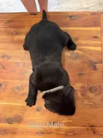 Gray Collar Male, a male Labrador Retriever for sale in Bremen, KY – 2 of 9