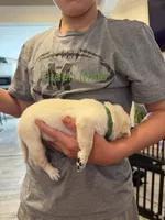 Green Collar Male, a male Labrador Retriever for sale in Bremen, KY – 2 of 9