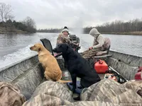 Orange Collar Male, a male Labrador Retriever for sale in Bremen, KY – 9 of 9