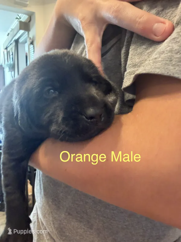 Orange Collar Male – Labrador Retriever puppy for sale in Bremen, KY