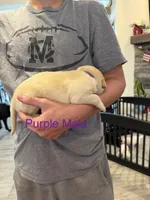 Purple Collar Male, a male Labrador Retriever for sale in Bremen, KY – 2 of 9