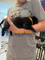 Orange Collar Male, a male Labrador Retriever for sale in Bremen, KY – 2 of 9