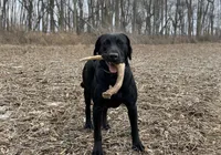 Yellow Collar Male, a male Labrador Retriever for sale in Bremen, KY – 7 of 10