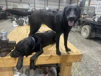 Red Collar Male, a male Labrador Retriever for sale in Bremen, KY – 5 of 9
