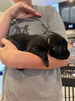 Yellow Collar Male, a male Labrador Retriever for sale in Bremen, KY – 3 of 10