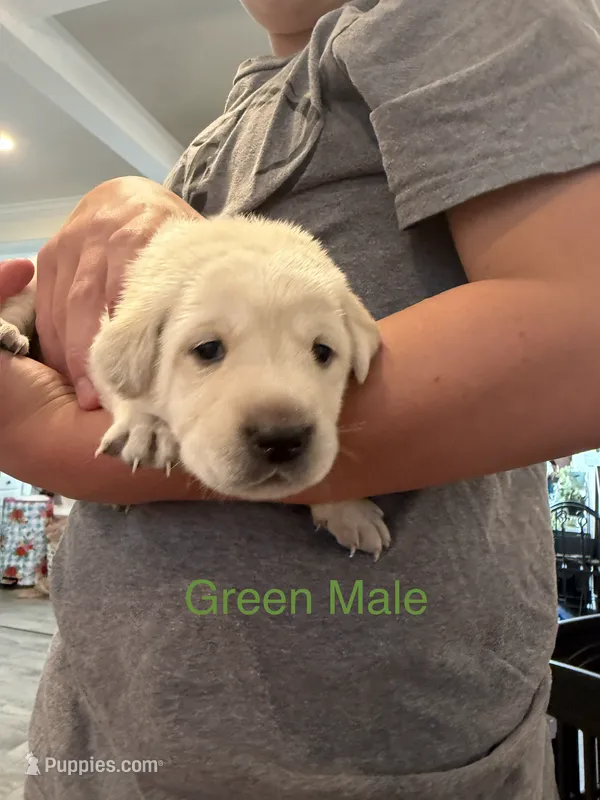 Green Collar Male – Labrador Retriever puppy for sale in Bremen, KY