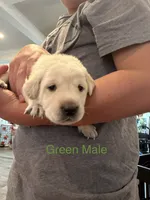 Green Collar Male, a male Labrador Retriever for sale in Bremen, KY – 1 of 9