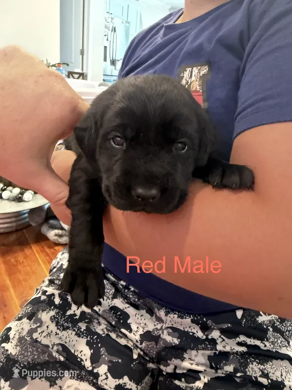 Red Collar Male – Labrador Retriever puppy for sale in Bremen, KY