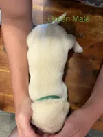 Green Collar Male, a male Labrador Retriever for sale in Bremen, KY – 3 of 9
