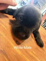White Collar Male, a male Labrador Retriever for sale in Bremen, KY – 4 of 10