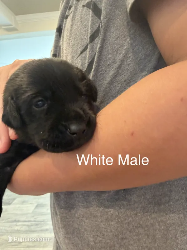 White Collar Male – Labrador Retriever puppy for sale in Bremen, KY