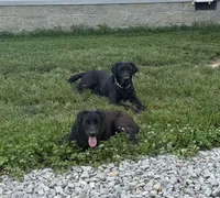 Yellow Collar Male, a male Labrador Retriever for sale in Bremen, KY – 5 of 10