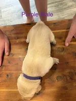 Purple Collar Male, a male Labrador Retriever for sale in Bremen, KY – 3 of 9