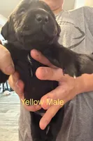 Yellow Collar Male, a male Labrador Retriever for sale in Bremen, KY – 4 of 10