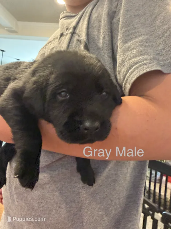 Gray Collar Male – Labrador Retriever puppy for sale in Bremen, KY