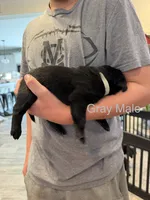 Gray Collar Male, a male Labrador Retriever for sale in Bremen, KY – 3 of 9