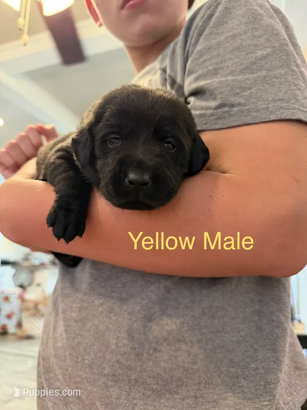 Yellow Collar Male – Labrador Retriever puppy for sale in Bremen, KY