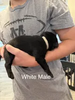 White Collar Male, a male Labrador Retriever for sale in Bremen, KY – 2 of 10