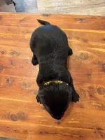 Yellow Collar Male, a male Labrador Retriever for sale in Bremen, KY – 2 of 10